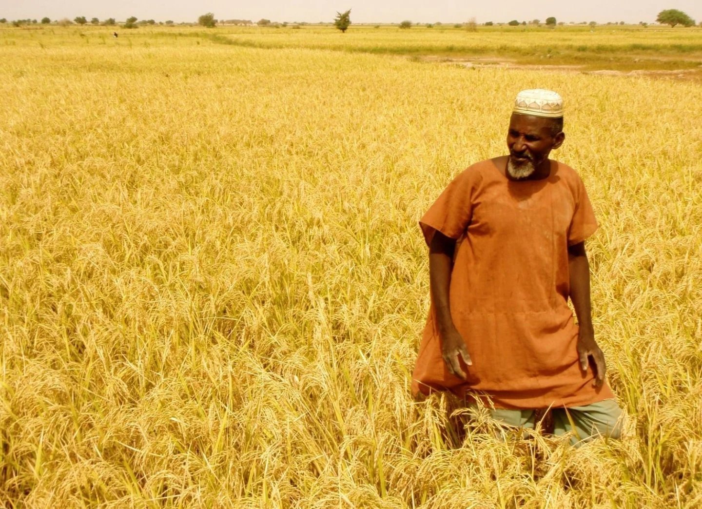African farmer standing in a rice field